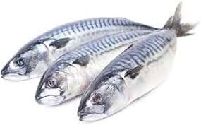 Premium Mackerel Pack (10kg)
