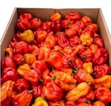 Ugandan Hot Pepper, Box